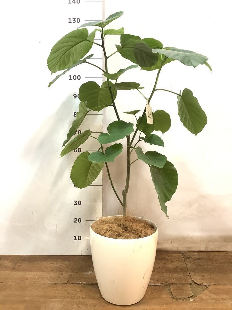 観葉植物 フィカス ウンベラータ 8号 ノーマル ラスターポット 付き | 観葉植物ならHitoHana(ひとはな)