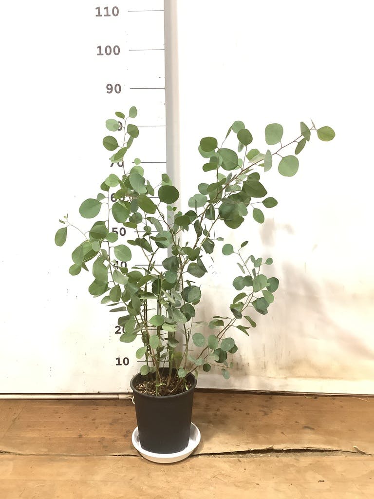 観葉植物 ユーカリ 6号 ポポラス（ポリアンセモス） プラスチック鉢