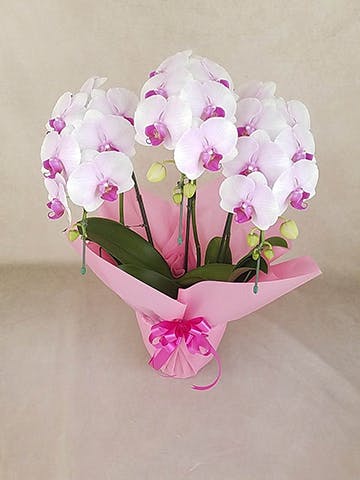 胡蝶蘭中大輪 ピンク ドリームキャンディ 3本立ち | 胡蝶蘭なら