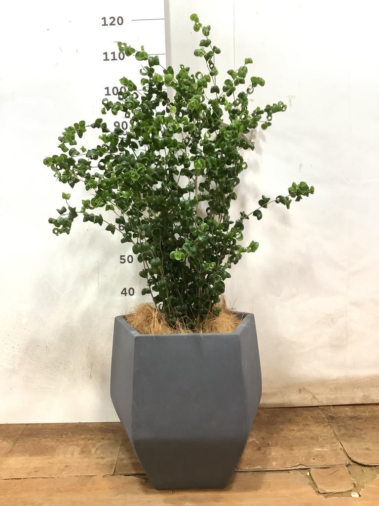 観葉植物 フィカス ベンジャミン 7号 バロック ファイバークレイ Gray