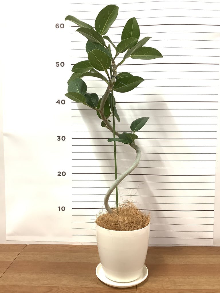 フィカス ベンガレンシス 4号 | 観葉植物通販 HitoHana（ひとはな）