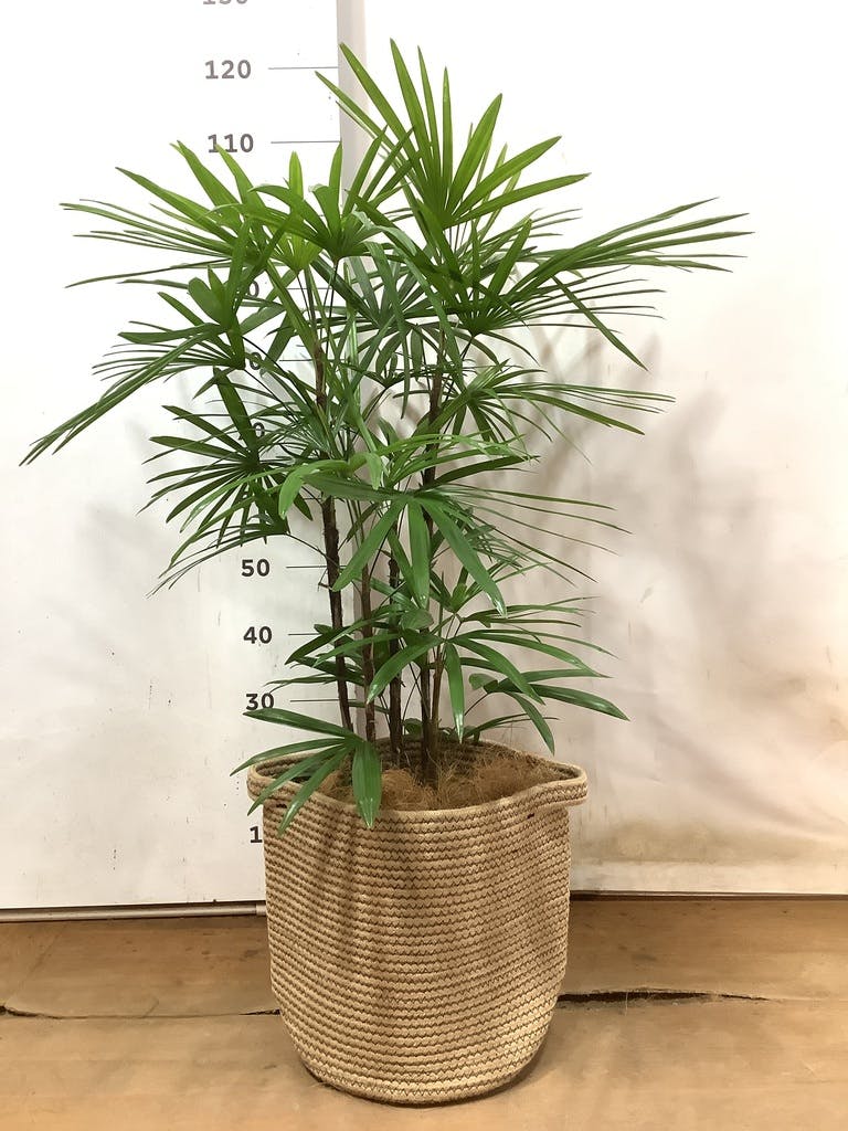 No.86 シュロチク　棕櫚竹　H120 観葉植物 シュロチク（棕櫚竹） 8号 プラスチック鉢 | 観葉植物なら その他観葉植物