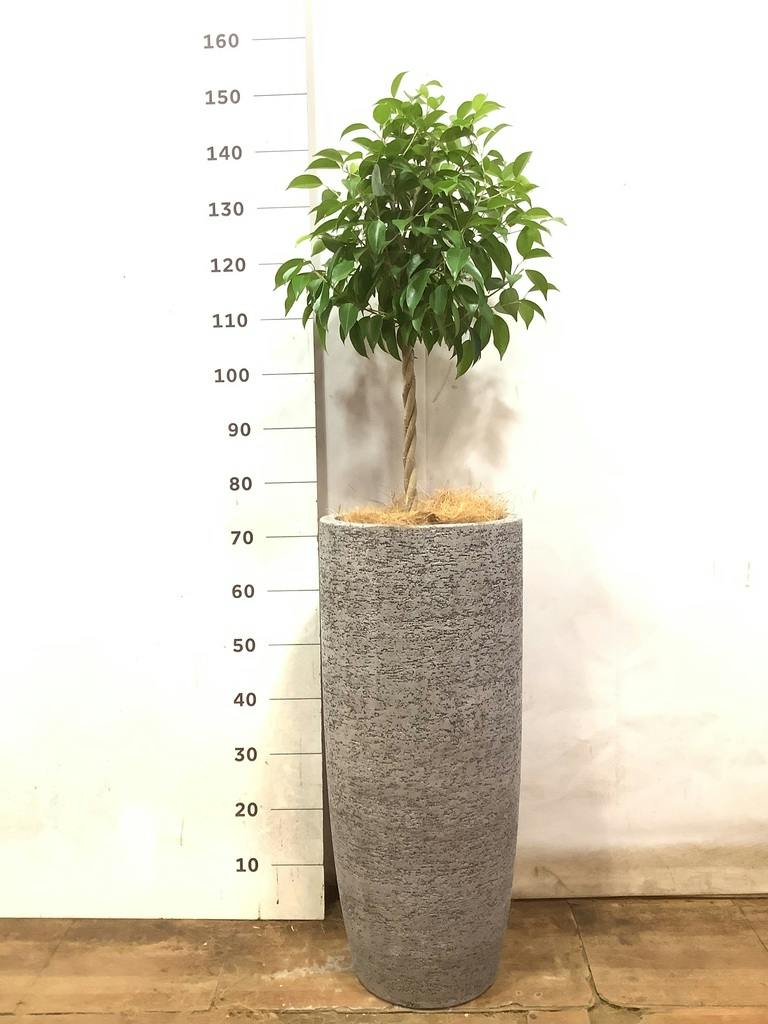 観葉植物 フィカス ベンジャミン 8号 玉造りエコストーントールタイプ