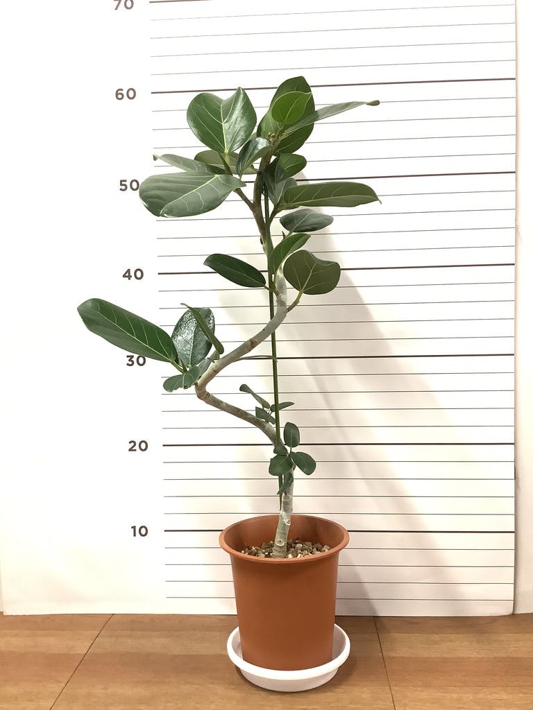 観葉植物 フィカス ベンガレンシス 4号 曲り プラスチック鉢