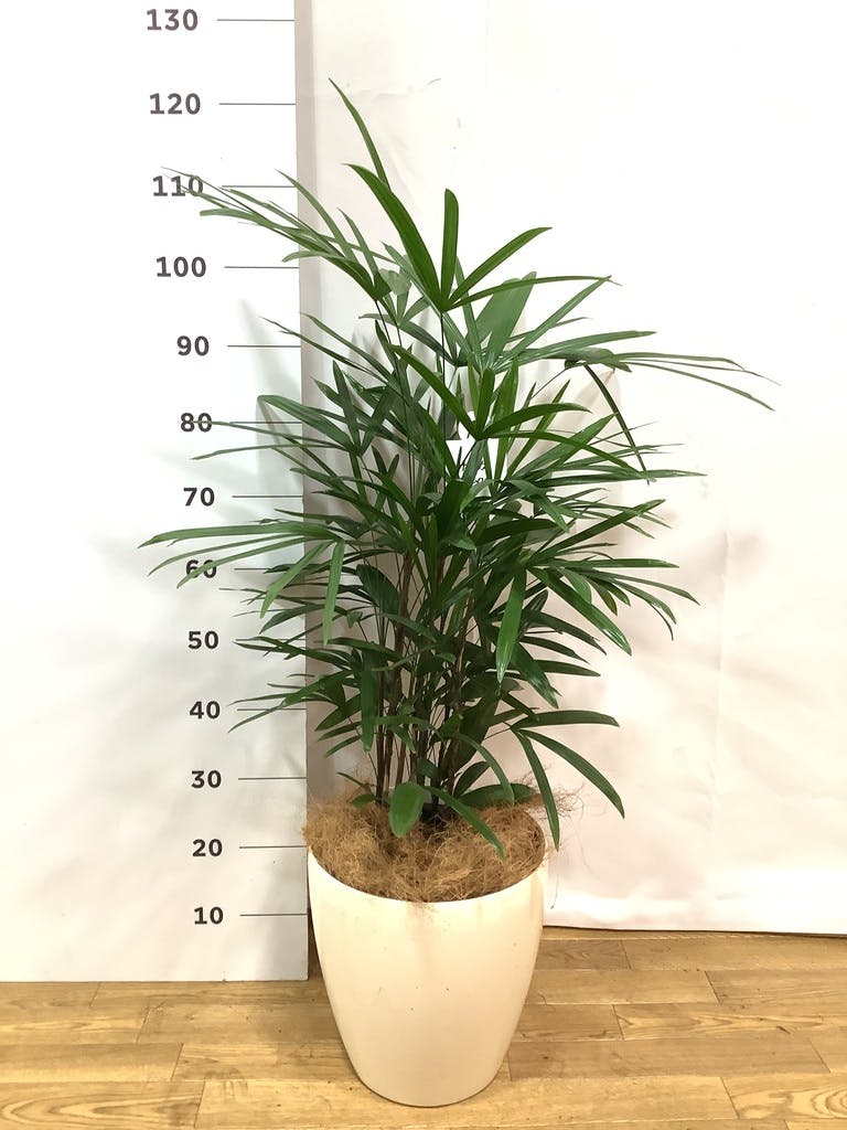 観葉植物 シュロチク（棕櫚竹） 8号 ラスターポット 付き | 観葉植物