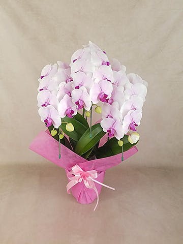 胡蝶蘭中大輪 ピンク ドリームキャンディ 3本立ち | 胡蝶蘭なら