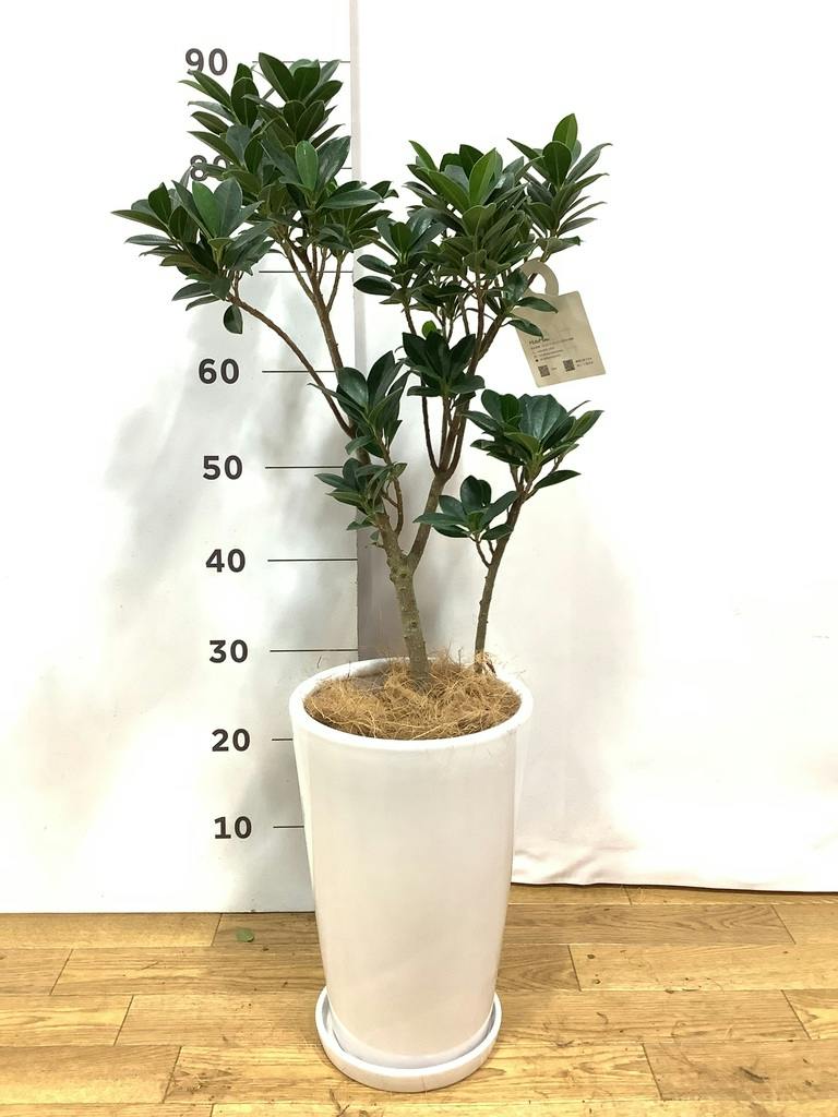 観葉植物 ガジュマル 6号 ベビーリーフ インティ グレー 付き | 観葉