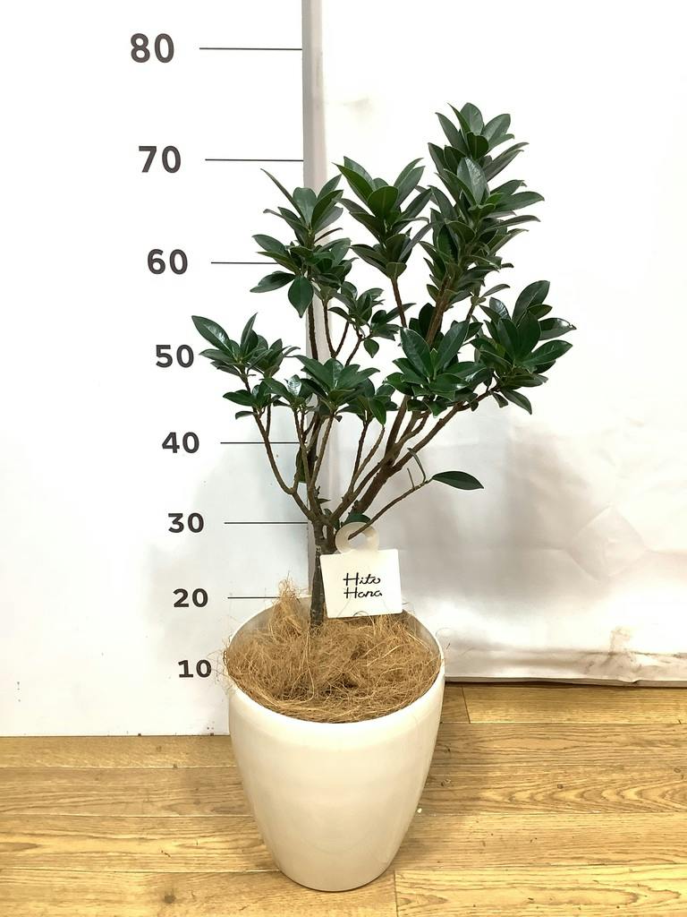 観葉植物 ガジュマル 6号 ベビーリーフ プラスチック鉢 | 観葉植物なら