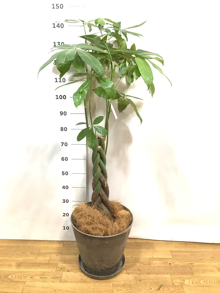 観葉植物 パキラ【200cm】9号 パラソルプラスチック鉢 #68663 ※1都3県