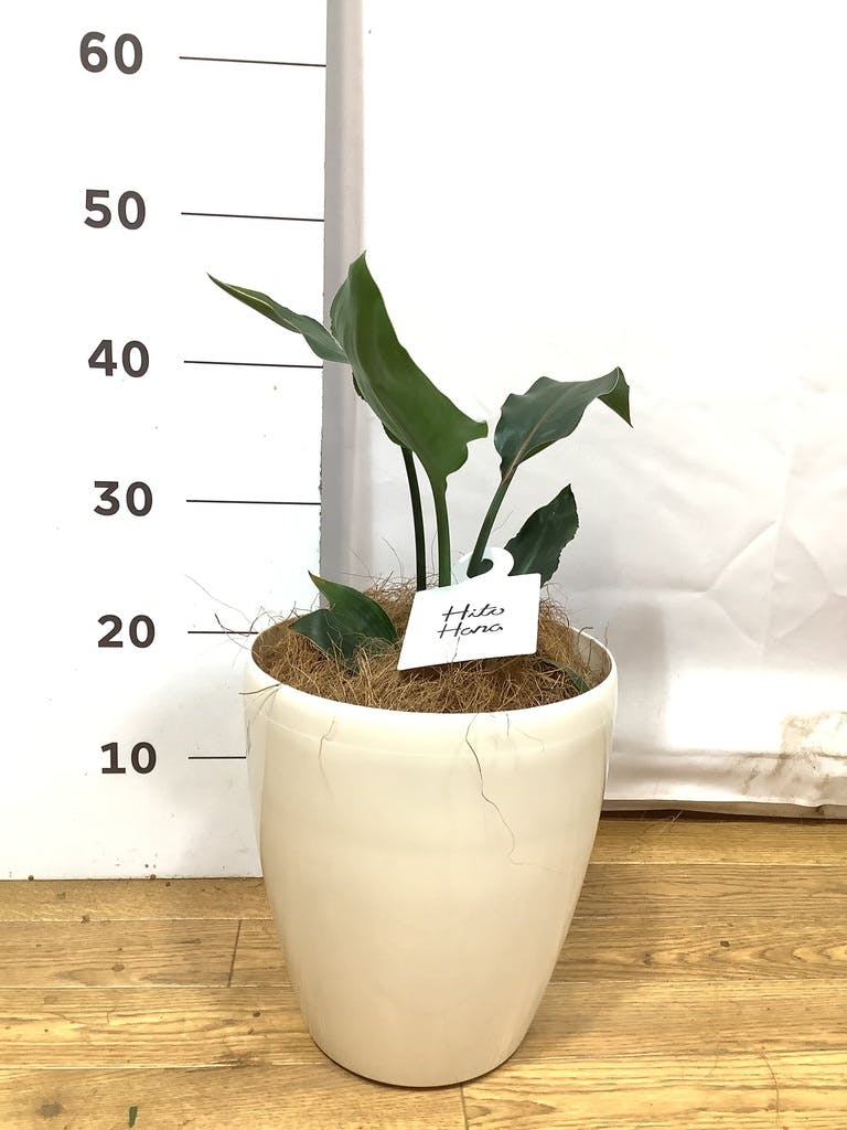 観葉植物 ストレリチア (ストレチア) レギネ 6号 ラスターポット 付き