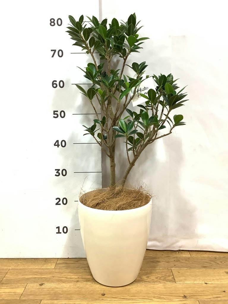 観葉植物 ガジュマル 6号 ベビーリーフ プラスチック鉢 | 観葉植物なら