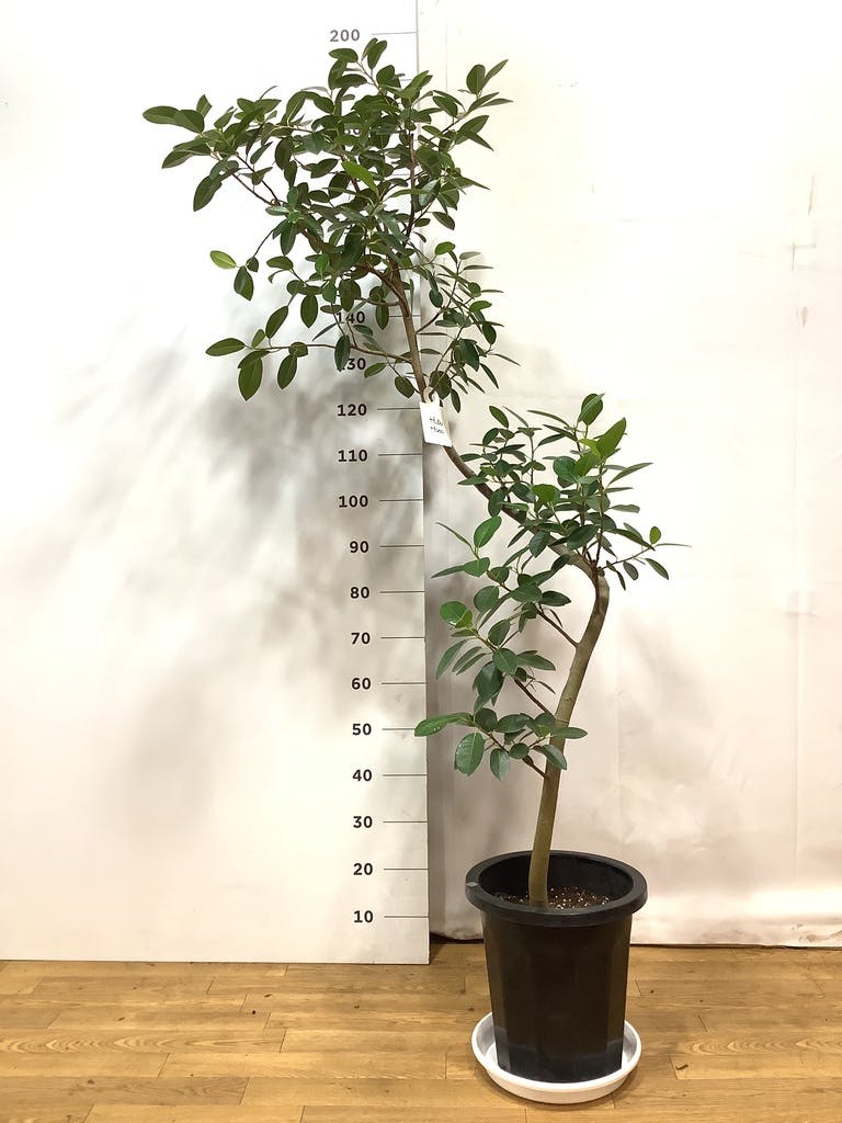 観葉植物 フランスゴムの木 10号 曲り プラスチック鉢 | 観葉