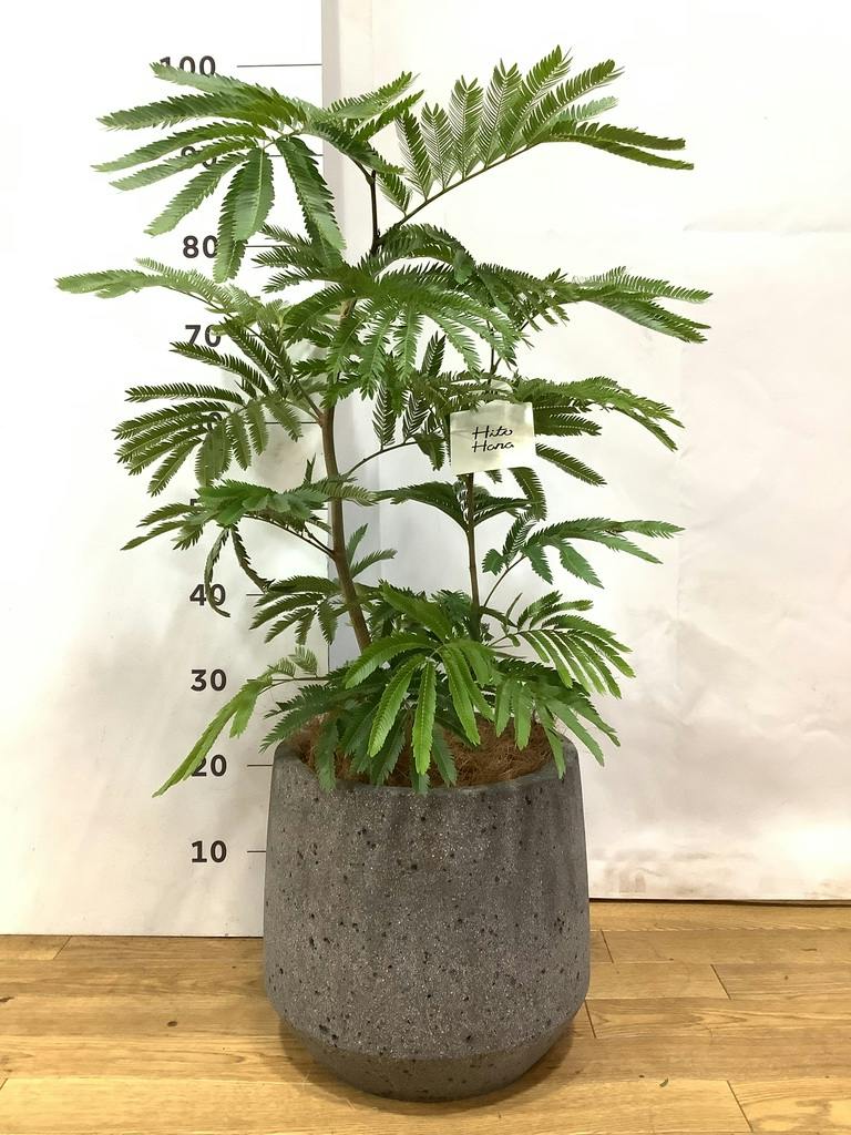 エバーフレッシュ 曲がり | 観葉植物通販 Hitohana（ひとはな）