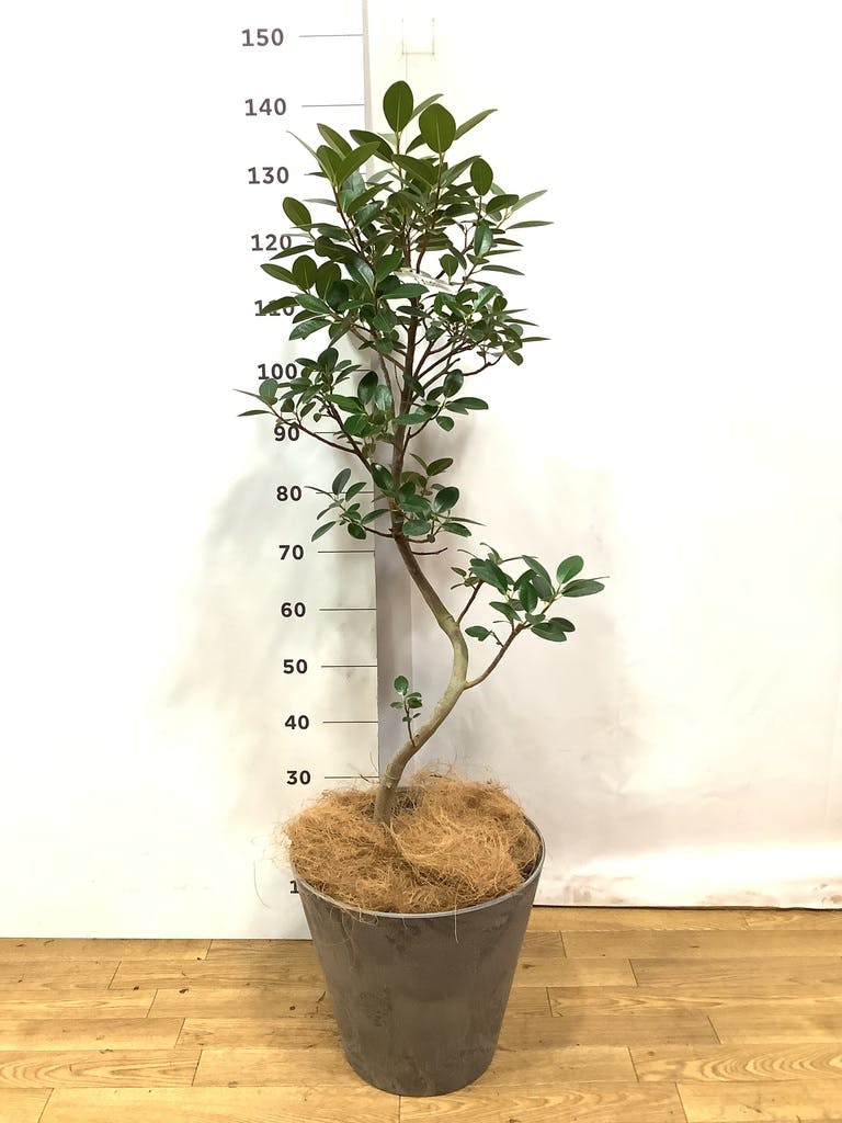 観葉植物 フランスゴムの木 【120cm】 8号 ユキ #72135 | 観葉植物なら
