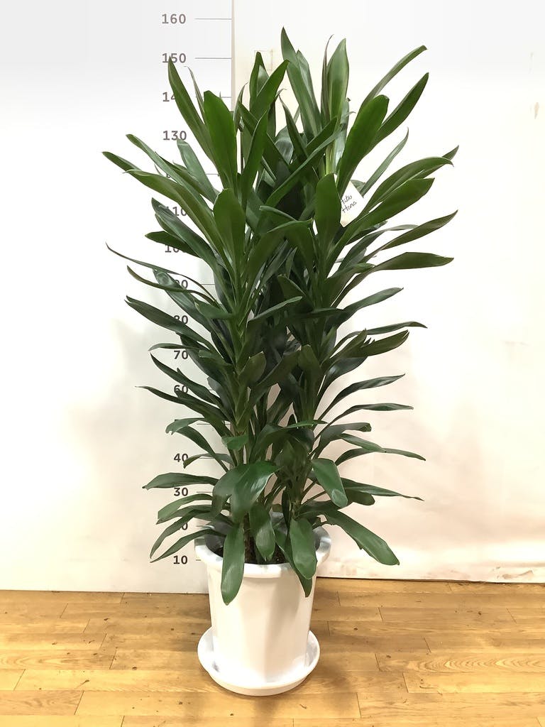 観葉植物 ドラセナ グローカル 10号 プラスチック鉢 | 観葉植物