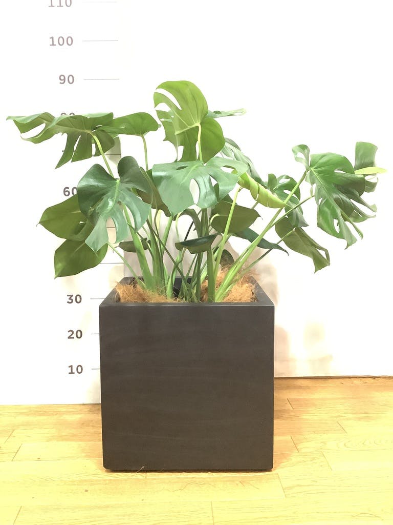 観葉植物 モンステラ 8号 ボサ造り ベータ キューブプランター 黒 付き