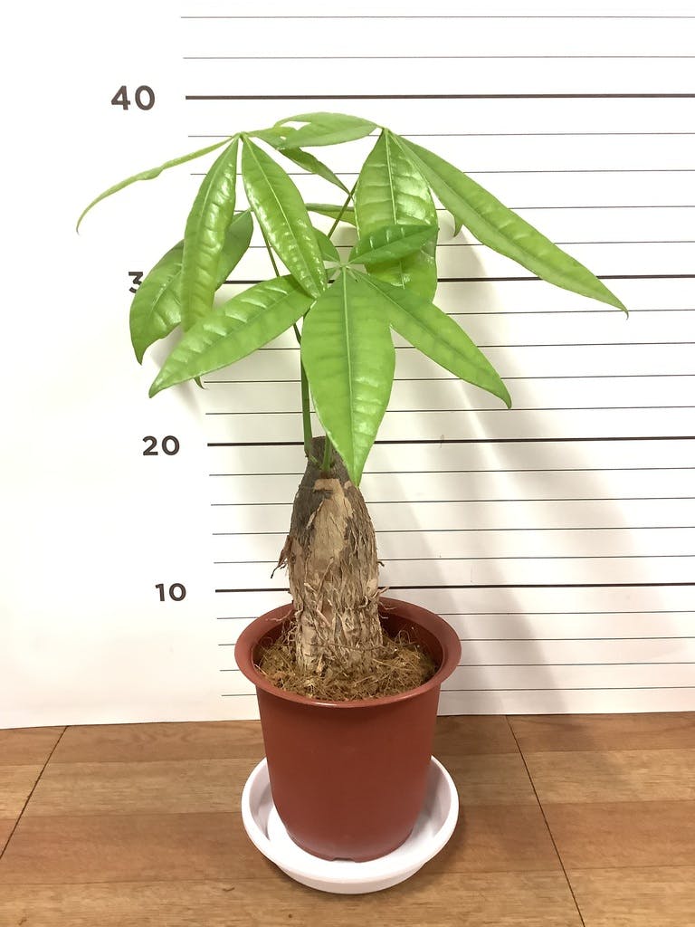 観葉植物 パキラ 4号 朴 プラスチック鉢 | 観葉植物ならHitoHana