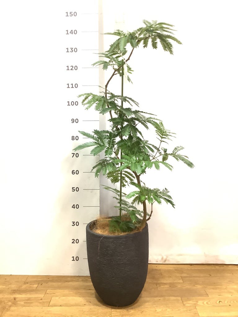 観葉植物 エバーフレッシュ 8号 曲り プラスチック鉢 | 観葉植物なら