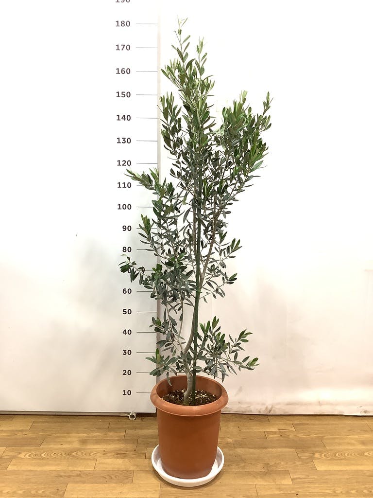 観葉植物 オリーブの木 10号 チプレッシーノ LushBasket(ラッシュ