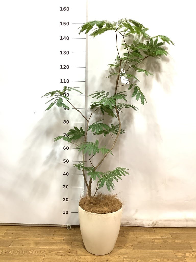 観葉植物 エバーフレッシュ 8号 曲り 竹バスケット 付き | 観葉植物
