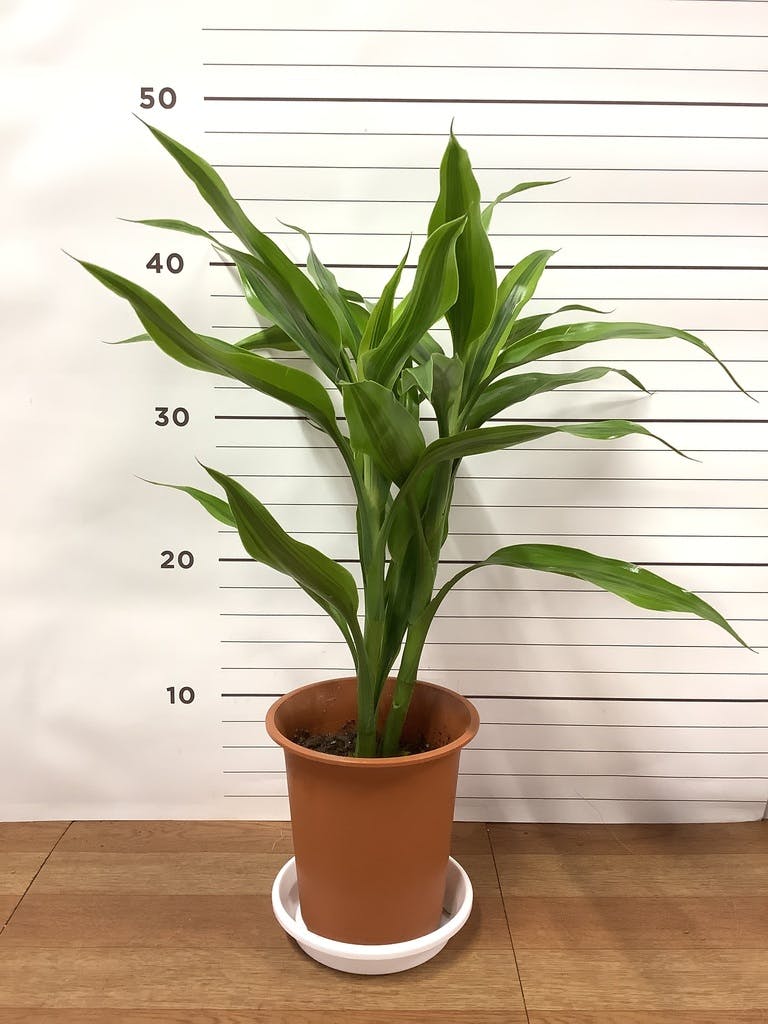 ドラセナ 4号 | 観葉植物の通販ならHitoHana（ひとはな）