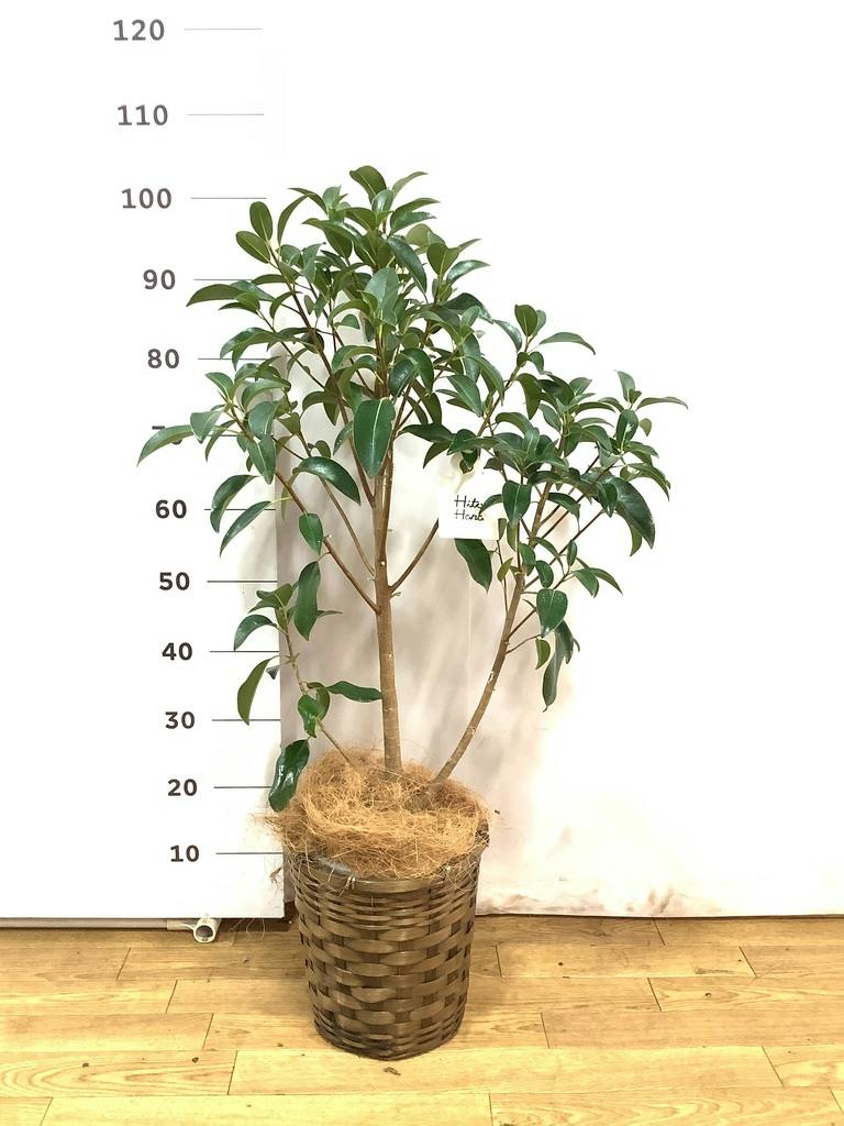 観葉植物 フランスゴムの木 7号 ノーマル プラスチック鉢 | 観葉植物