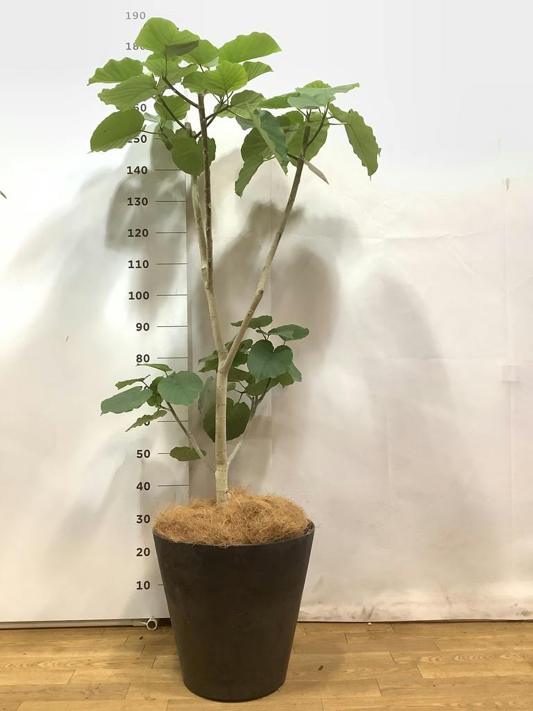 観葉植物 フィカス ウンベラータ 10号 ノーマル アートストーン