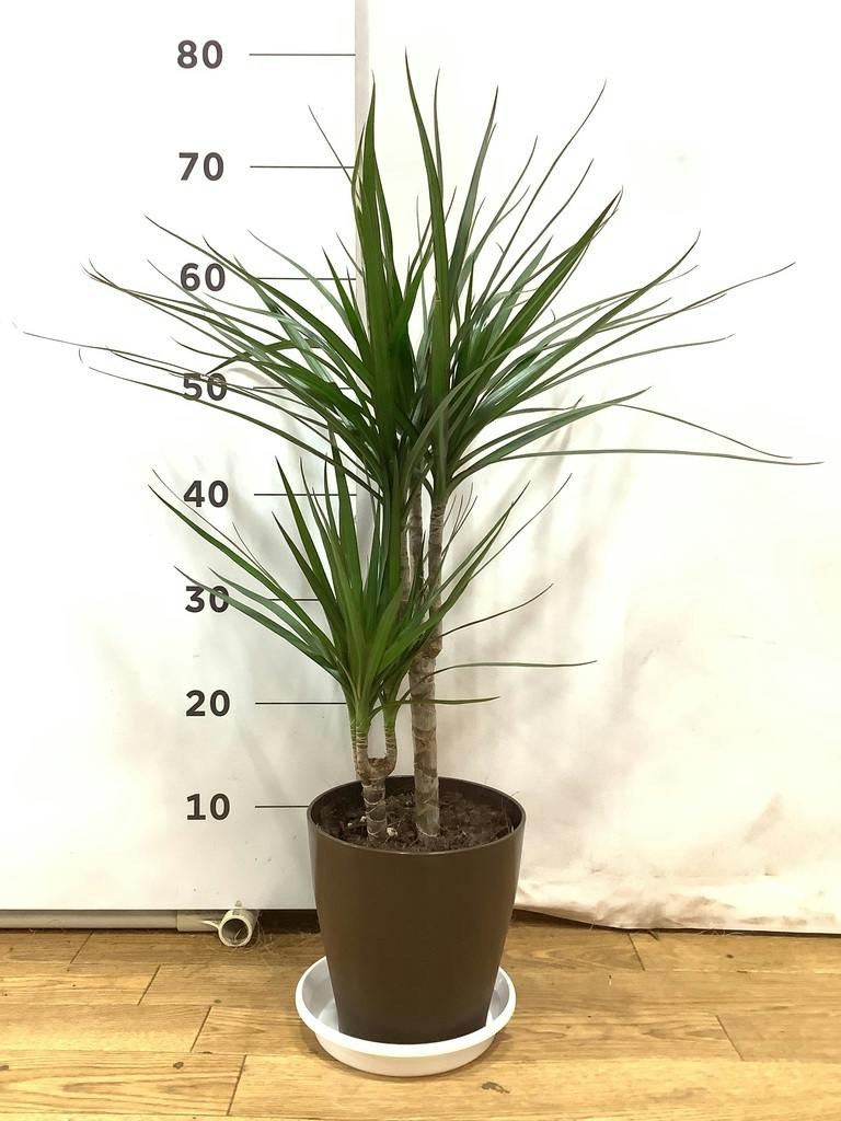 S*M様 ドラセナアイチアカ6号プラ鉢植え 観葉植物 ドラセナ