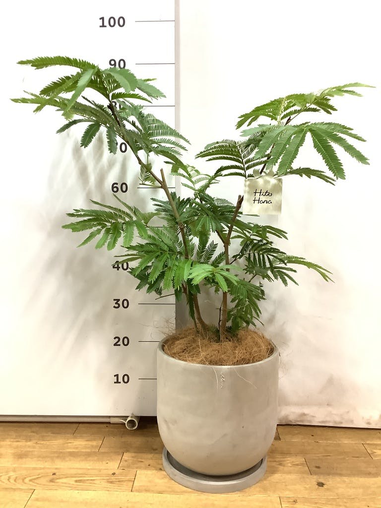 エバーフレッシュ　7号受皿付き 観葉植物 エバーフレッシュ 7号 ボサ造り プラスチック鉢 | 観葉