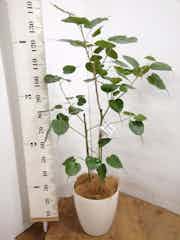 インドボダイジュ 1点もの 現品 現物 観葉植物通販hitohana ひとはな インドボダイジュ 1点もの 現品 現物 観葉植物通販hitohana ひとはな