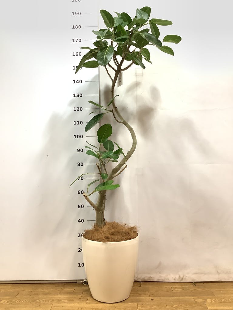 観葉植物 フィカス ベンガレンシス 10号 曲り ファイバークレイ