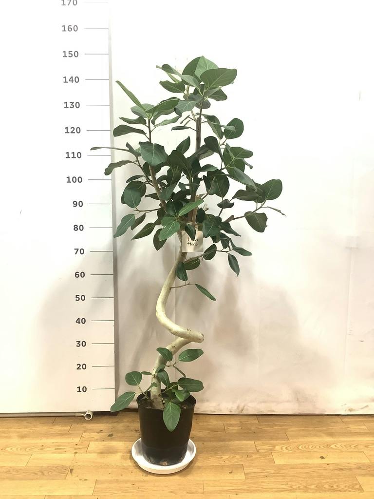 観葉植物 フィカス ベンガレンシス 8号 曲り 極太 プラスチック鉢