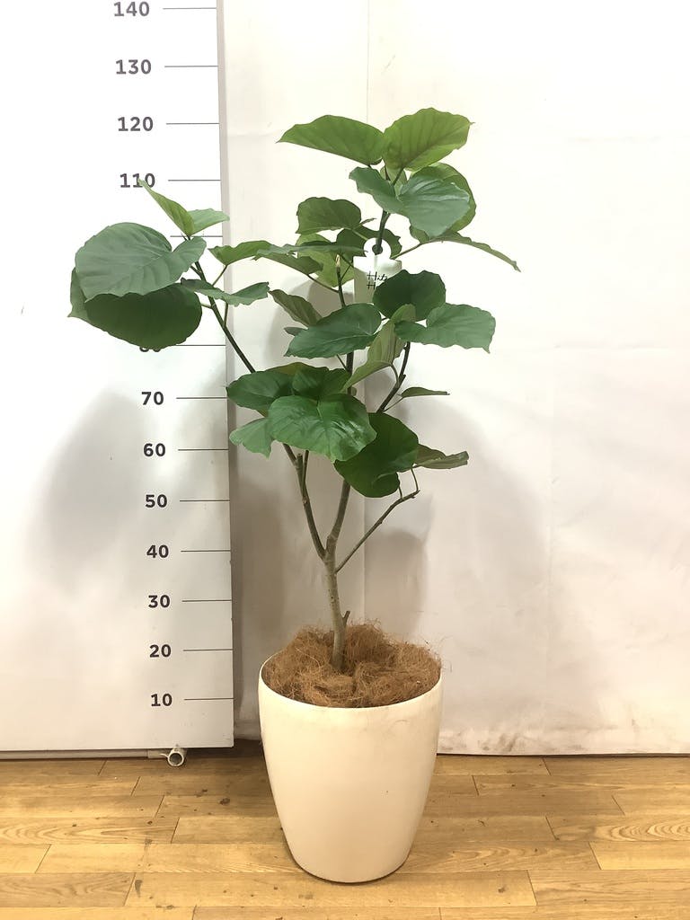 観葉植物 フィカス ウンベラータ 7号 曲り ラスターポット 付き