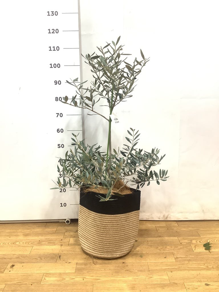 観葉植物 オリーブの木 8号 ハーディーズマンモス エディラウンド 黒