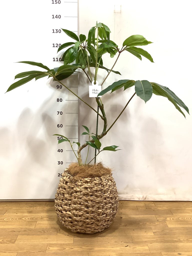 曲がりのツピタンサス約120センチ前後　8号　写真の商品 観葉植物 ツピダンサス 8号 曲がり ビアスソリッド ブラック