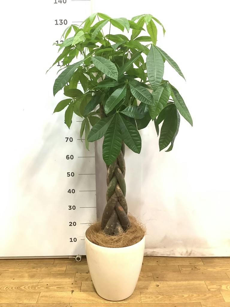 観葉植物 パキラ 8号 ねじり プラスチック鉢 | 観葉植物ならHitoHana