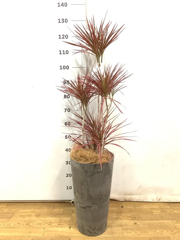 ドラセナ コンシンネ スカーレットアイビス 寄せ | 観葉植物通販