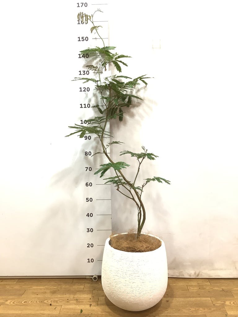 観葉植物 エバーフレッシュ 8号 曲り エコストーンwhite 付き | 観葉