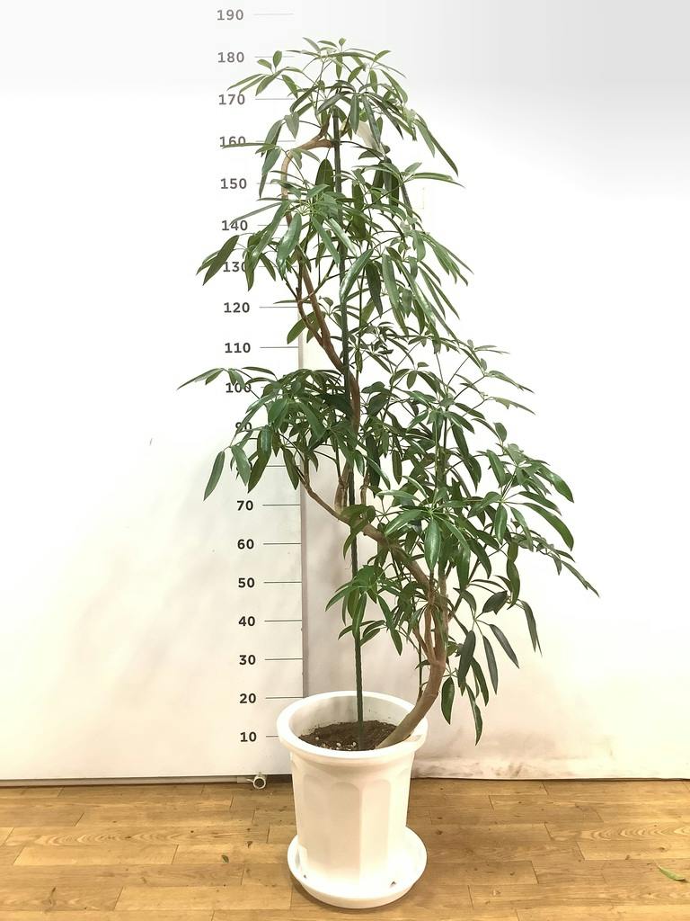 観葉植物 シェフレラ アンガスティフォリア 10号 曲り プラスチック鉢