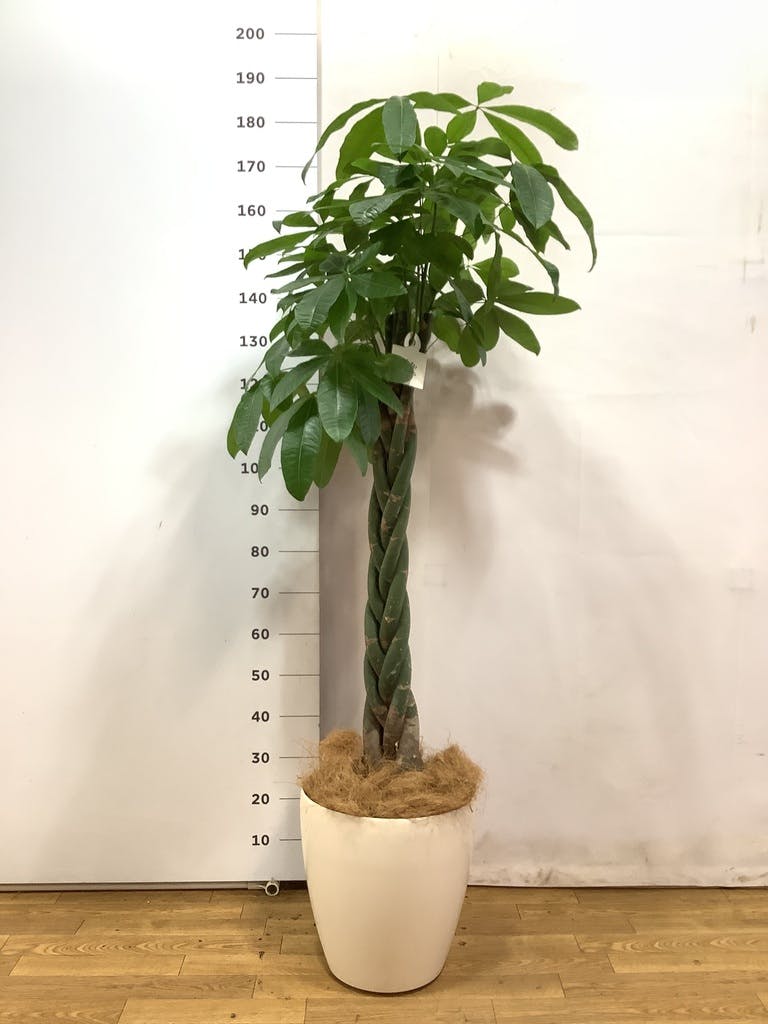 観葉植物 パキラ 10号 ねじり エコストーンwhite 付き | 観葉