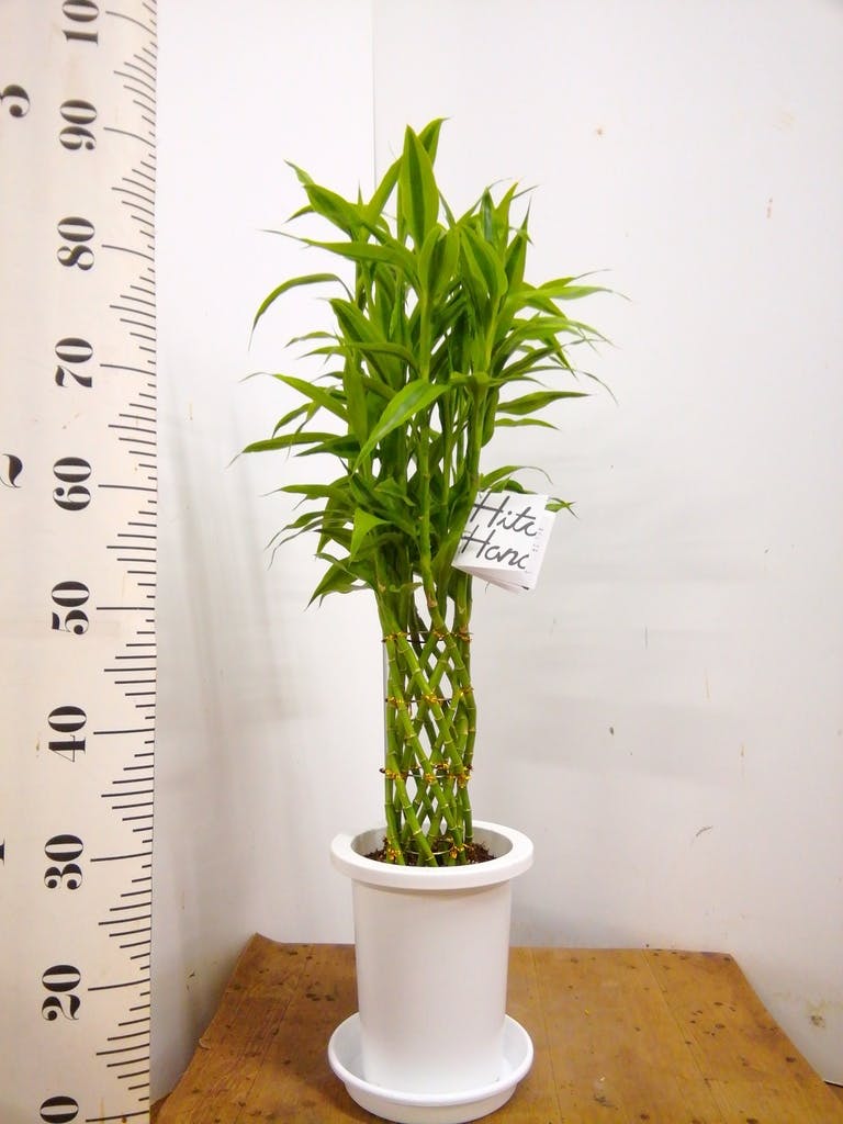 観葉植物 ドラセナ ミリオンバンブー（幸運の竹） 7号 ゴールド