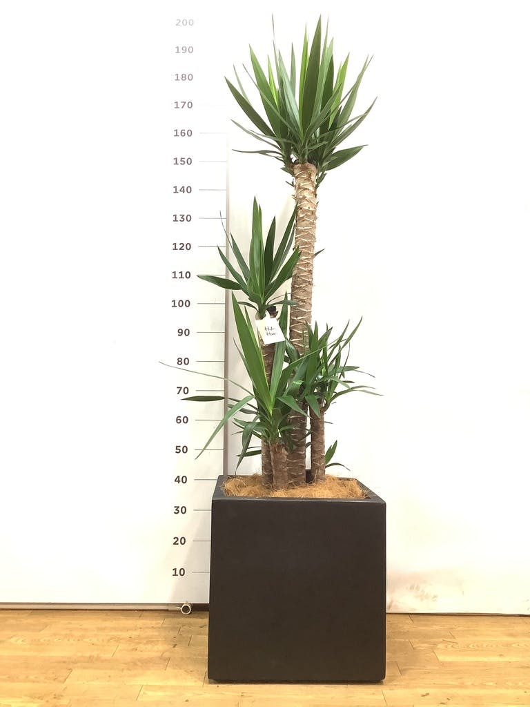 大きめ ユッカ 黒鉢付き ユッカ 大型 10号 観葉植物」の人気商品一覧 | 安い商品を通販
