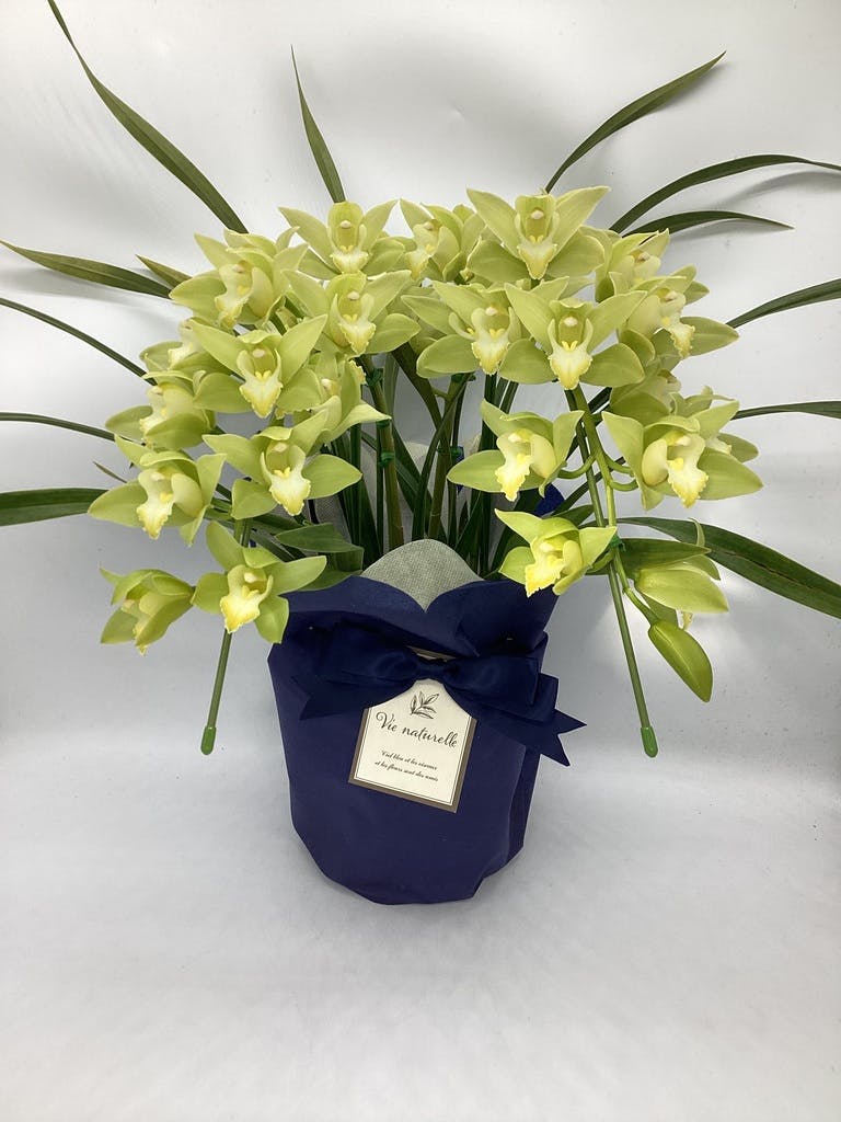 産地直送 シンビジウム ライムグリーン 2本立ち 陶器鉢／三重 サノ