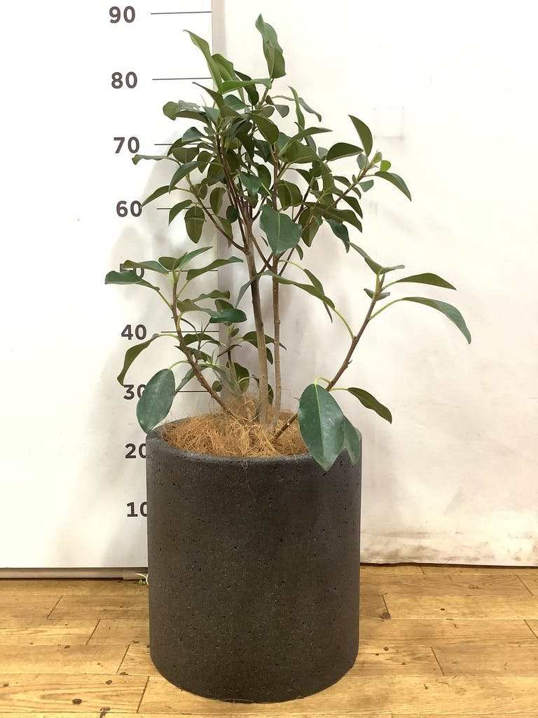 フランスゴム　リビングサイズ　no7 観葉植物 フランスゴムの木 7号 ノーマル プラスチック鉢 | 観葉植物