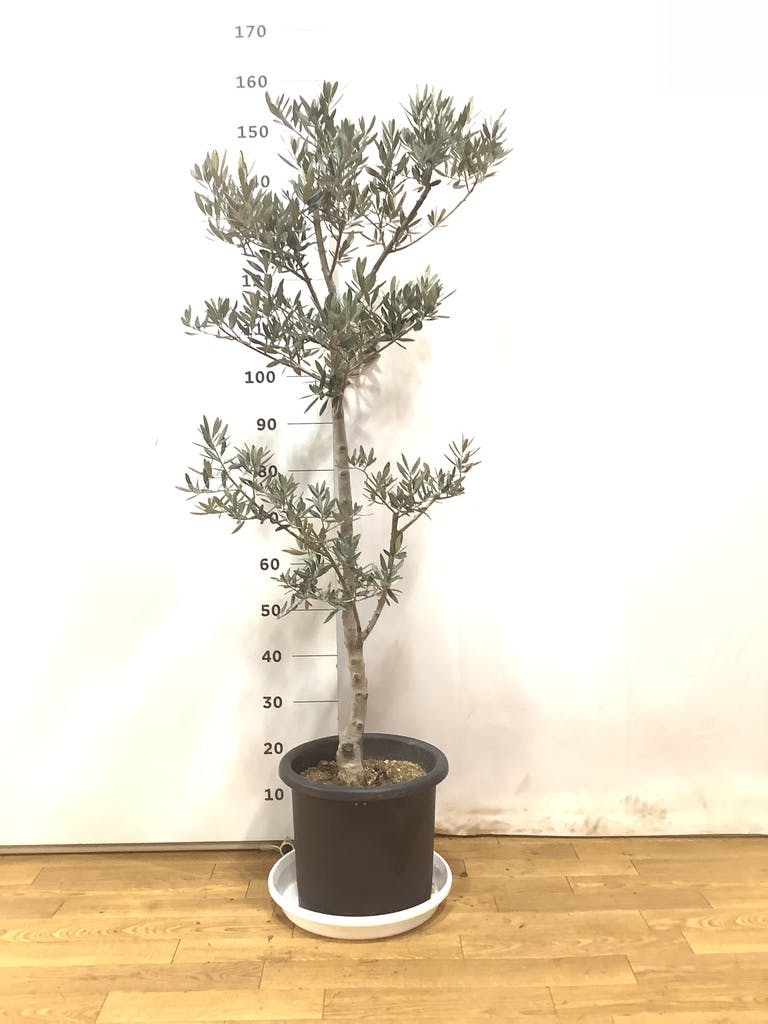 オリーブの木　ピクアル　10号　約145cm　NO.608　人気品種　現品掲載 オリーブの木 ピクアル 10号 約145cm NO.608 人気品種 現品掲載