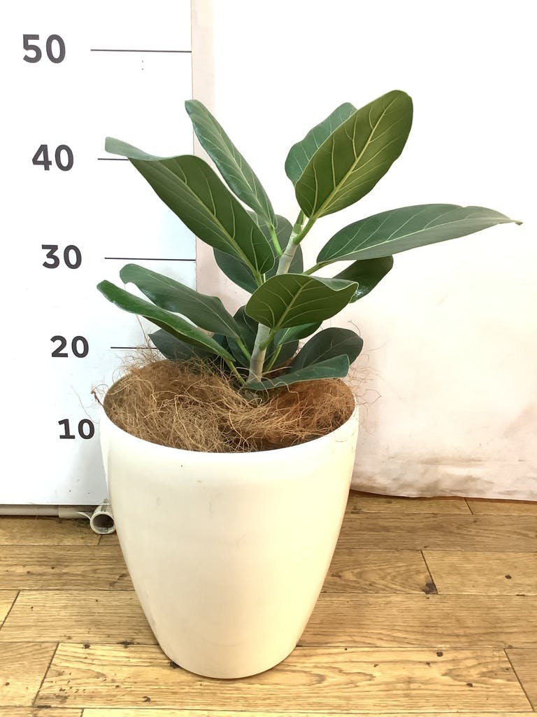 観葉植物 フィカス ベンガレンシス 6号 ストレート プラスチック鉢