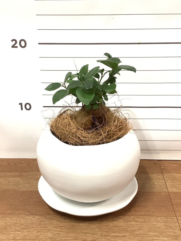 観葉植物 ガジュマル 3号 股仕立て ラスターポット 付き | 観葉