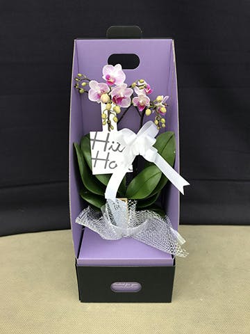 お供え】ミニ胡蝶蘭 ピンク 2本立ち 2WAYボックス | 胡蝶蘭なら