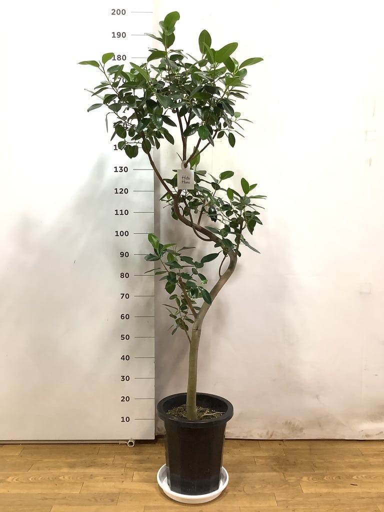 観葉植物 フランスゴムの木 10号 曲り プラスチック鉢 | 観葉植物なら