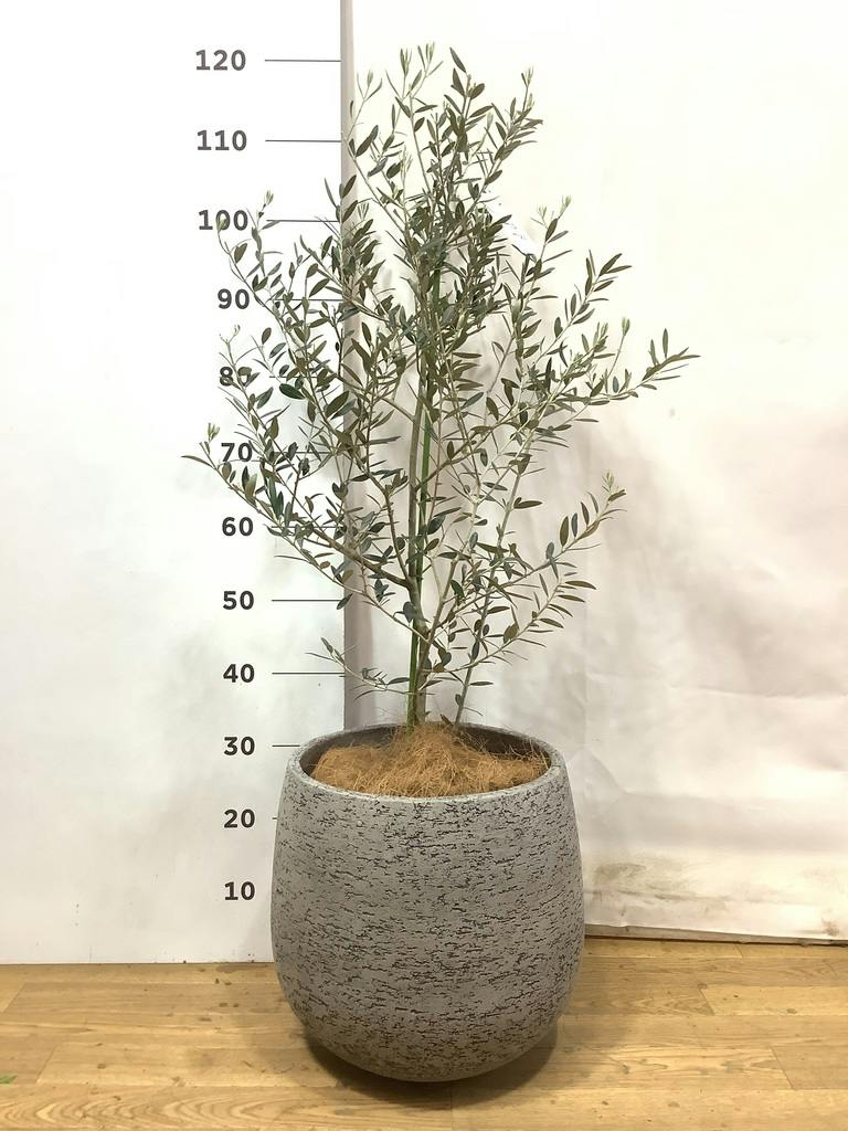 観葉植物 オリーブの木 8号 カヨンヌ エコストーンGray 付き / 小倉園
